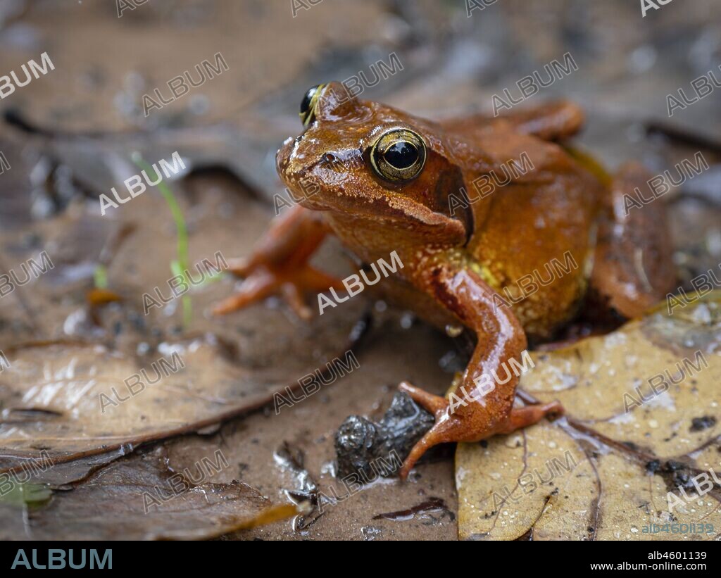 Rana bermeja (Rana temporaria parvipalmata), Robledal de Ucieda, parque natural del Saja-Besaya, Cantabria, Spain.