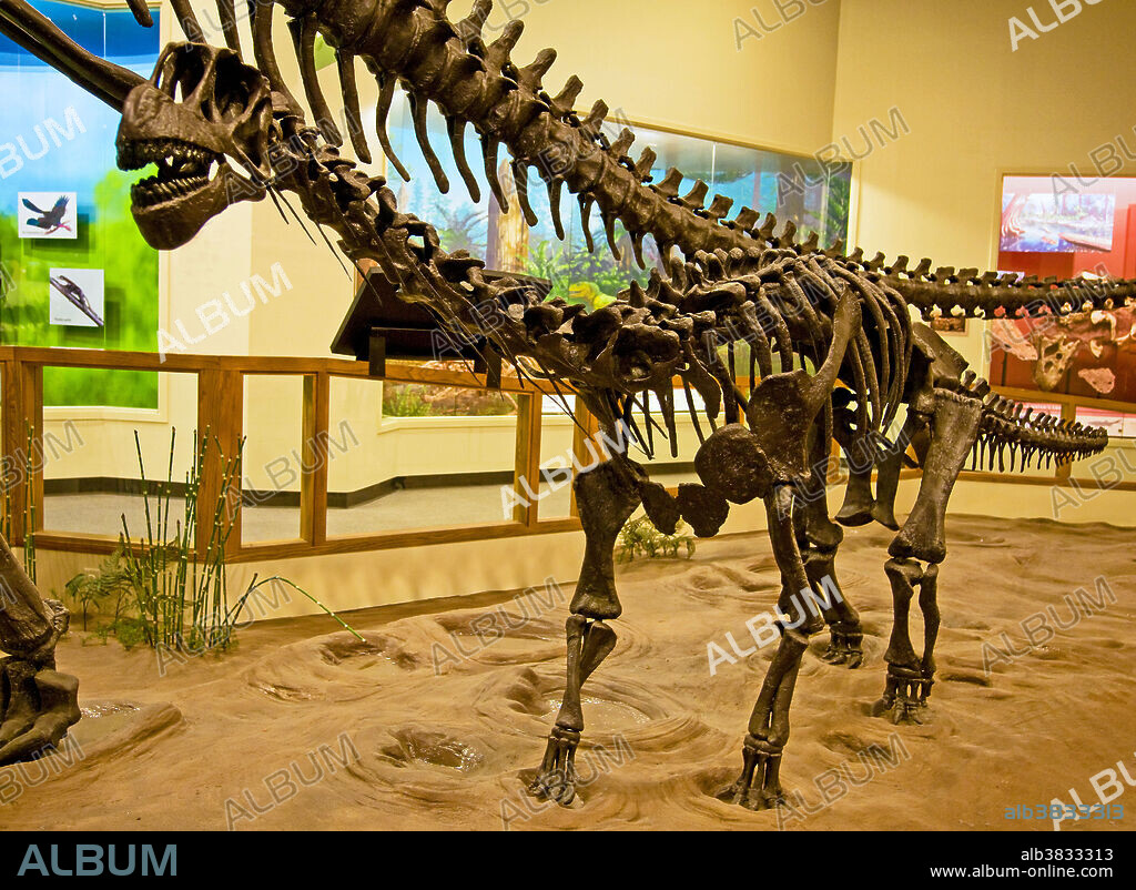 Skeletal cast of Camarasaurus (Camarasaurus lentus), a sauropod dinosaur.