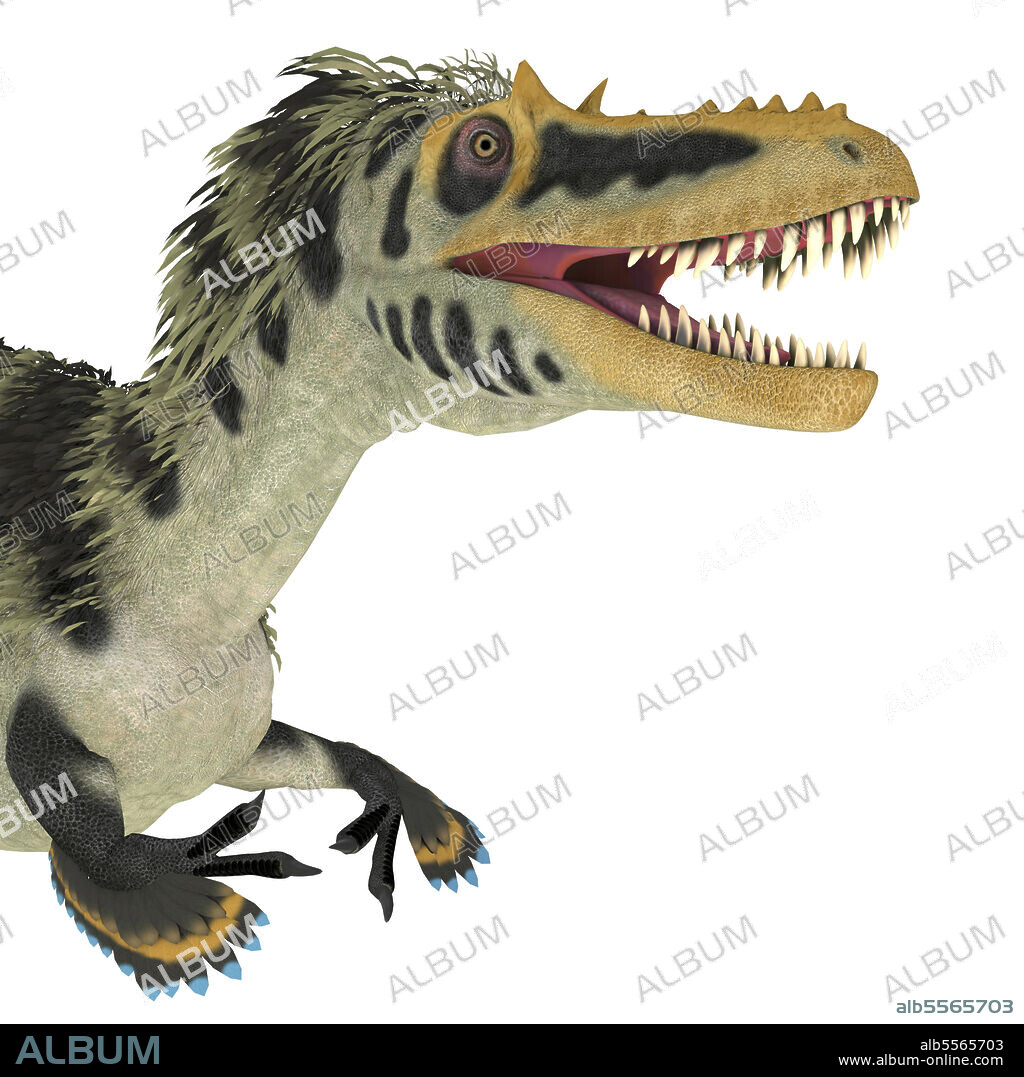 Alioramus dinosaur head. Alioramus altai was a theropod carnivorous dinosaur that lived in Mongolia during the Cretaceous Period.
