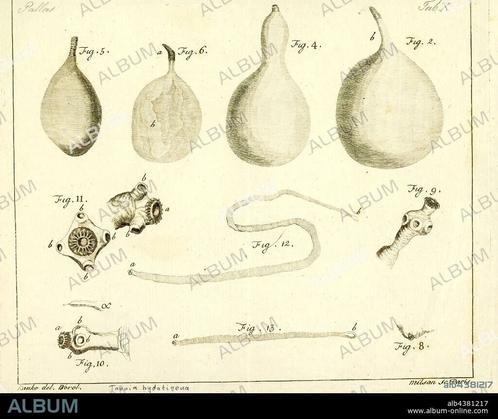 Taenia hydatigena, Print, Taenia hydatigena (thin-necked bladderworm, causative agent of cysticercosis) is one of the adult forms of the canine and feline tapeworm. This infection has a worldwide geographic distribution. Humans with taeniasis can infect other humans or animal intermediate hosts by eggs and gravid proglottids passed in the feces.