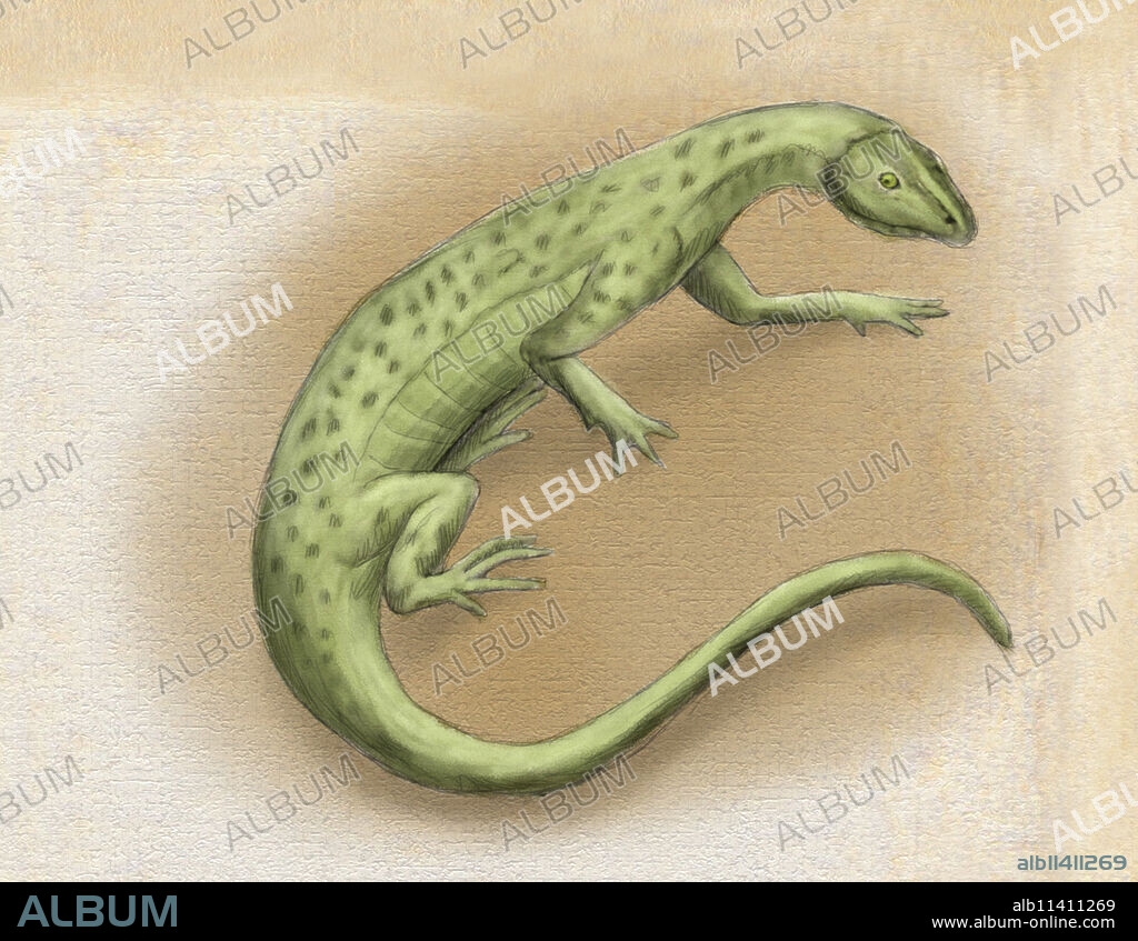 Eogyrinus was a giant amphibian that measured up to 13 feet (4 m) in length.