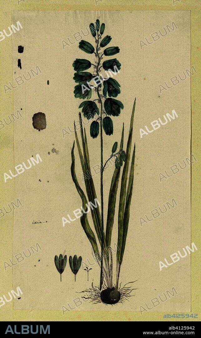 Ixia viridiflora Lam. (Turquoise ixia). Draughtsman: Robert Jacob Gordon. Dating: Oct-1777 - Mar-1786. Measurements: h 660 mm × w 480 mm; h 407 mm × w 239 mm.