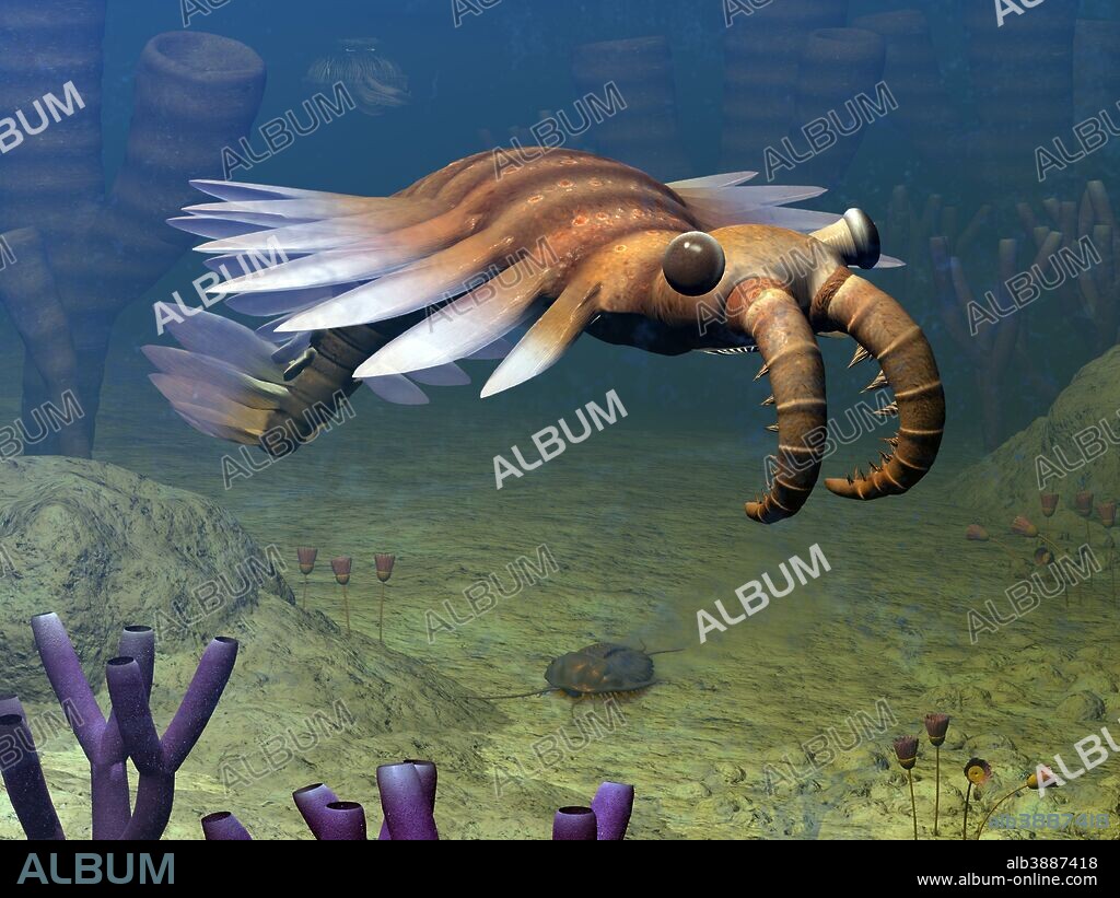 An Anomalocaris explores a Middle Cambrian ocean floor about 500 million years ago. Growing to over three feet long, Anomalocaris is believed to have been a predator whose diet included trilobites. Anomalocaris may have also been one of the earliest arthropods. . . This image includes an Olenoides serratus trilobite and sponges genus Vauxia and Wapkia. The small, flower-like animals (yes, like the sponges they are rooted animals) are from the genus Dinomischus. Above and behind the Anomalocaris is an ancient jellyfish.