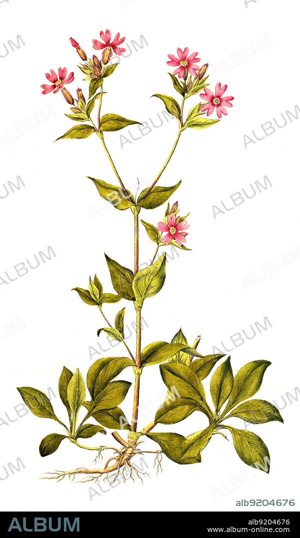 Rote Lichtnelke, Silene dioica, auch Rotes Leimkraut, Rote Nachtnelke, Rote Waldnelke, Taglichtnelke oder Herrgottsblut / Silene dioica, syn. Melandrium rubrum, known as red campion and red catchfly, historical, digital improved reproduction of an original from the 19th century / digital restaurierte Reproduktion einer Originalvorlage aus dem 19. Jahrhundert, genaues Originaldatum nicht bekannt.