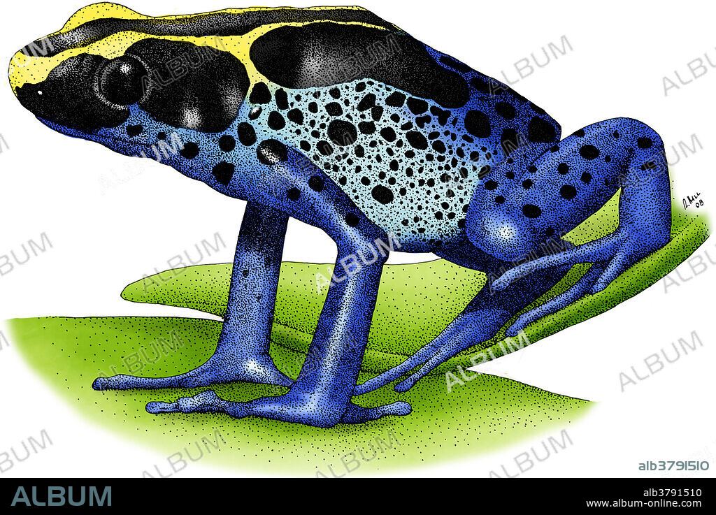 Dyeing dart frog (Dendrobates tinctorius).
