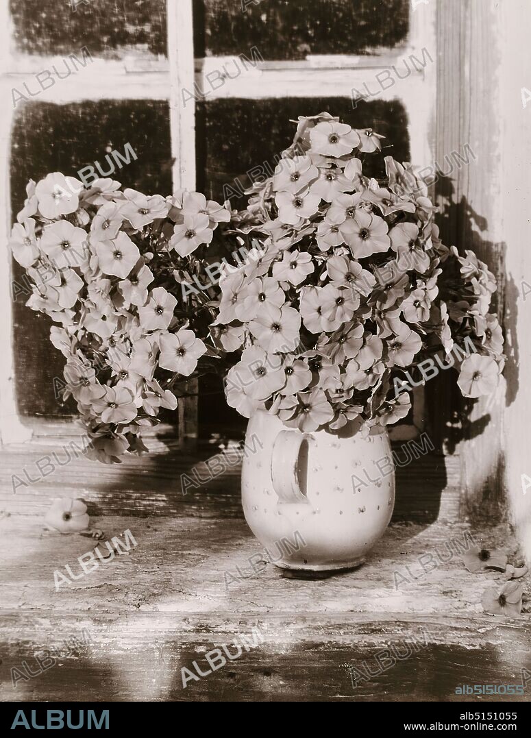 Heinrich Kühn, flower still life, Staatliche Landesbildstelle Hamburg, collection on the history of photography, silver gelatin paper, cardboard, black and white positive process, image size: height: 39.20 cm; width: 29.80 cm, inscribed: verso cardboard: top left label in typewriter type: Heinrich Kuehn, stamp: verso cardboard: upper left stamp: Lehrsammlung der, Staatlichen Landesbildstelle Hamburg, Inventarisiert Nr. [in ink added: B 195], artistic photography, flowers, windowsill, container (ceramic): vessel, jug, pot, vase, flower and fruit still life.