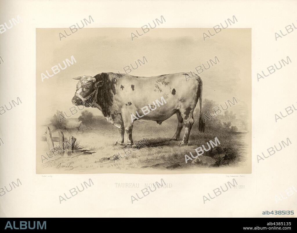 Norman bull, French cattle breed, bull, signed: J. Mélin; Oudet sculp, Pl. LXIII, p. 145, Mélin, J.; Oudet (sc.), Emile Baudement: Les races bovines au concours universel agricole de Paris en 1856: études zootechniques. Bd. 2. Paris: Imprimerie Impériale, MDCCCLXI [1861].