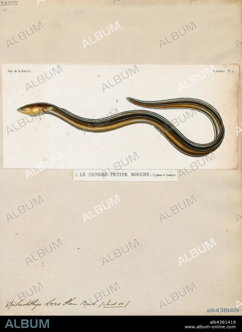 Ophichthys boro, Print, The rice-paddy eel (Pisodonophis boro; also known commonly as the Bengal's snake-eel, the estuary snake eel, or the snake eel) is an eel in the family Ophichthidae (worm-snake eels). It was described by Francis Buchanan-Hamilton in 1822, originally in the genus Ophisurus. It is a tropical, marine eel which is known from the Indo-West Pacific, including Somalia, Tanzania, South Africa, southern India, Sri Lanka, Indonesia, Polynesia, Australia, Bangladesh, Cambodia, Kenya, Madagascar, the Philippines, Malaysia, Mozambique, Seychelles, Saudi Arabia, Taiwan, China, Thailand, Vietnam, and southern Yemen. It is an anadromous species and spawns in freshwater, often in rice paddies during the rainy season, earning it its common name. It also spends time in lagoons, estuaries and coastal rivers, in which it lives in burrows in the river bottom and bank. Males can reach a maximum total length (TL) of 100 centimetres, but more commonly reach a TL of 70 cm., 1841-1852.