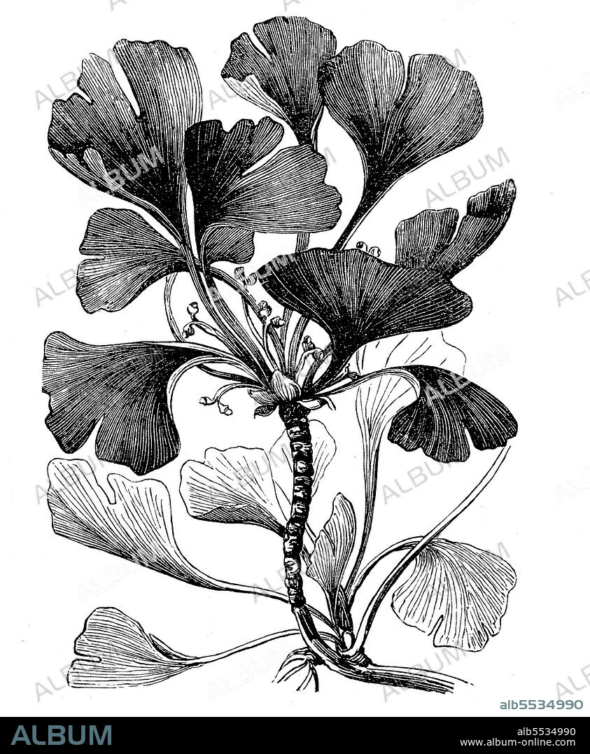 Ginkgo or Ginko, Ginkgo biloba, a tree species native to China, now planted worldwide, illustration from 1880.