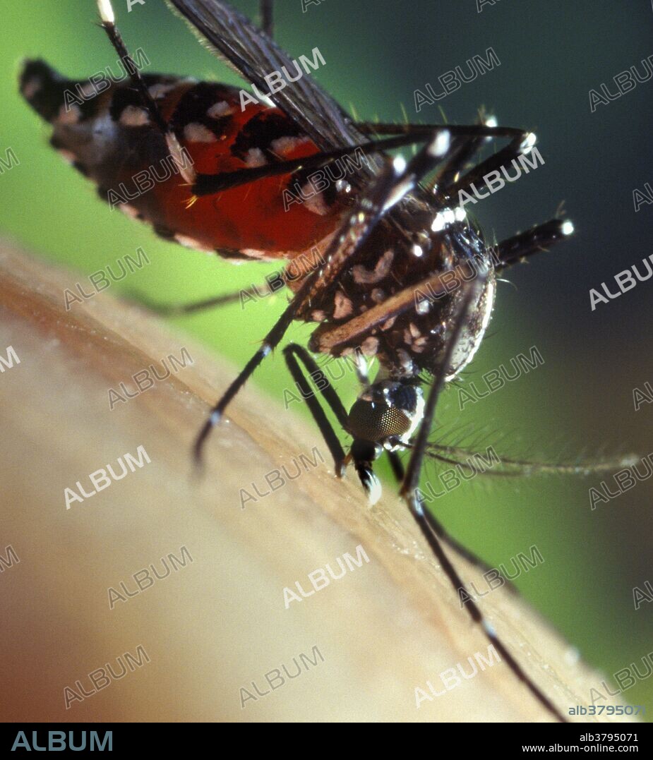 An Asian Tiger Mosquito (Aedes albopictus) female mosquito feeds on a human blood meal. Aedes albopictus is an epidemiologically important vector for the transmission of many viral pathogens, including the West Nile virus, Yellow fever virus, St. Louis encephalitis, dengue fever, and Chikungunya fever, as well as several filarial nematodes such as Dirofilaria immitis. Native to Asia, it has established populations in the United States.