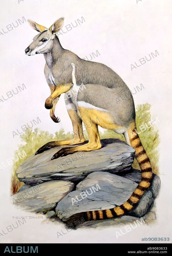 Ring-tailed rock wallaby (western race)(Flinders Range, South Australia) - drawing by Helmut Diller. ©TopFoto.
