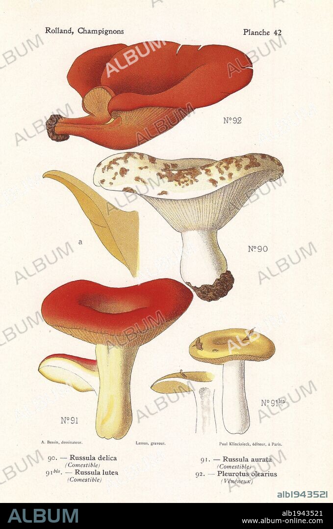 Milk-white Russula delica, yellow Russula lutea, gilded brittlegill Russula aurata, and jack-o-lantern mushroom, Pleurotus olearius, Omphalotus olearius. Chromolithograph drawn by Bessin for Leon Rolland's "Atlas des Champignons" 1911.