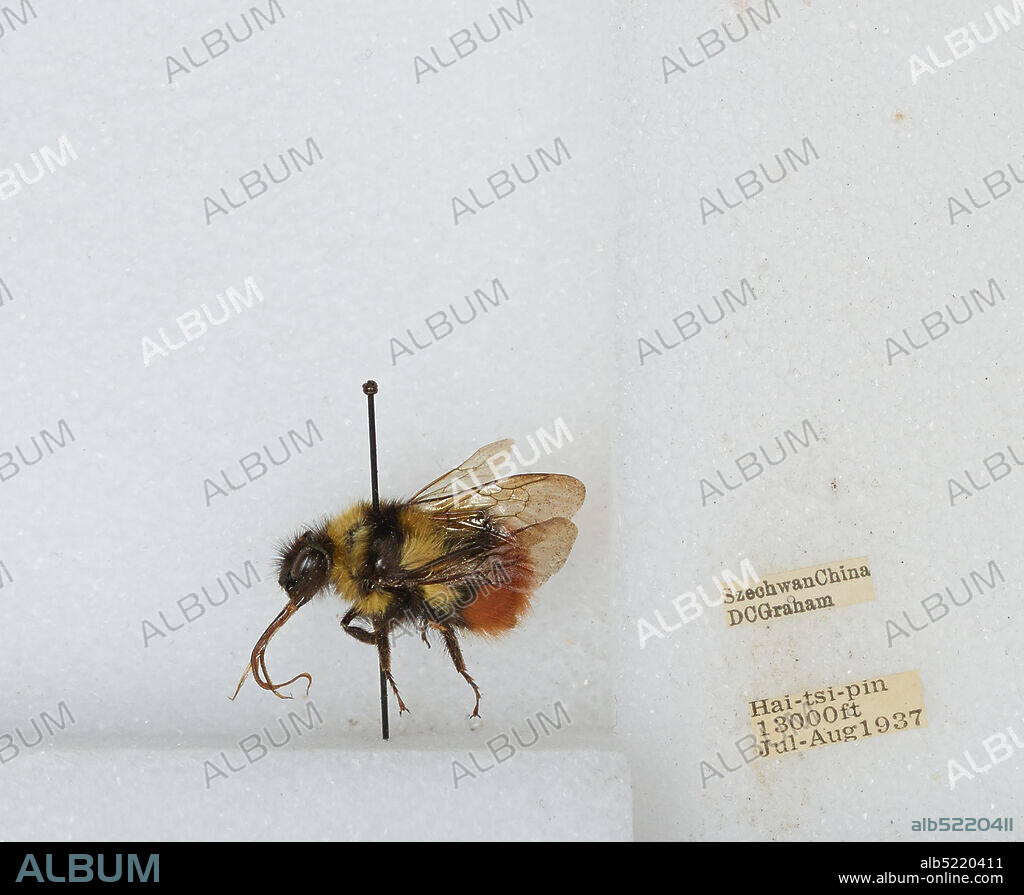 Hai-tsi-pin, Sichuan, China, Bombus sp., Animalia, Arthropoda, Insecta, Hymenoptera, Apidae, Apinae.