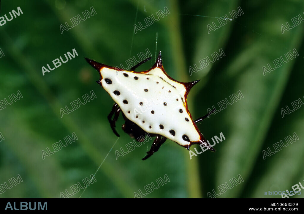 Spiny Orb-weaver Spider (Gasteracantha sp.). Papua New Guinea.