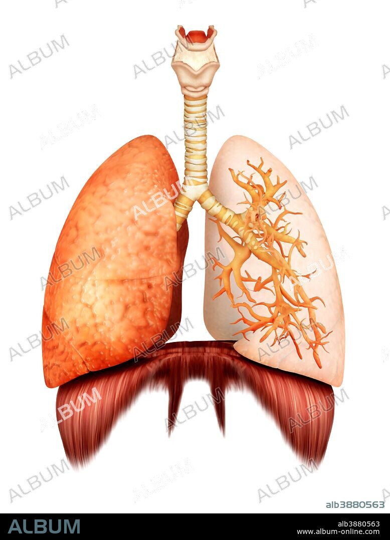 Anatomy of human respiratory system, front view.