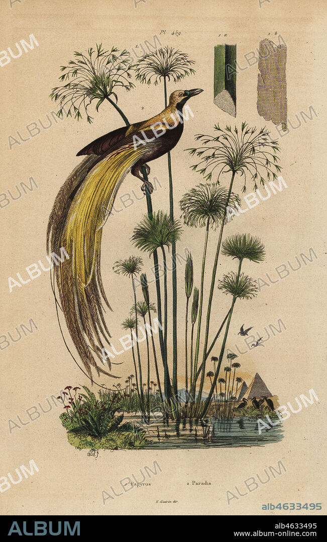 Greater bird-of-paradise, Paradisaea apoda, and papyrus grass, Cyperus papyrus. Handcoloured steel engraving after an illustration by Adolphe Fries from Felix-Edouard Guerin-Meneville's Dictionnaire Pittoresque d'Histoire Naturelle (Picturesque Dictionary of Natural History), Paris, 1834-39.