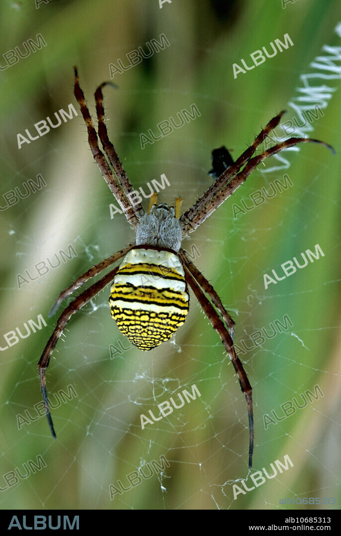 An Argiope spider (Argiope aemula) in its web in grassland on the slope of the Lokon volcano, North Sulawesi, Indonesia.