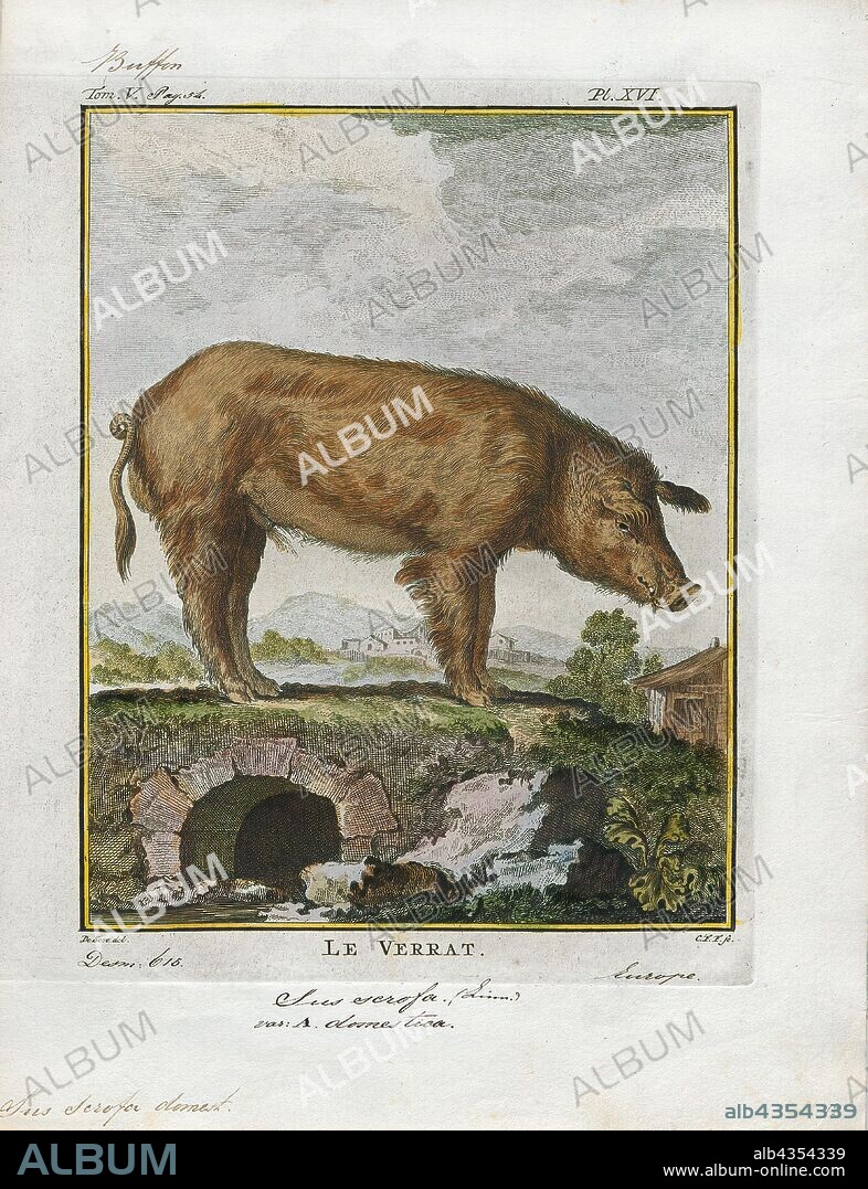 Sus scrofa domestica, Print, The domestic pig (Sus scrofa domesticus or only Sus domesticus), often called swine, hog, or simply pig when there is no need to distinguish it from other pigs, is a domesticated large, even-toed ungulate. It is variously considered a subspecies of the Eurasian boar or a distinct species. The domestic pig's head-plus-body-length ranges from 0.9 to 1.8 m (35 to 71 in), and adult pigs typically weigh between 50 and 350 kg (110 and 770 lb), with well-fed individuals often exceeding this weight range. The size and weight of a hog largely depends on its breed. Compared to other artiodactyls, its head is relatively long, pointed, and free of warts. Even-toed ungulates are generally herbivorous, but the domestic pig is an omnivore, like its wild relative., 1700-1880.