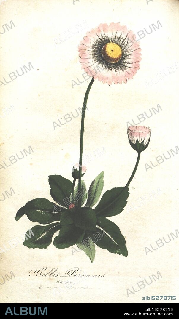 The illustrated botany, New York, J.K. Wellman, 1846-1847, color colored, botany, lithographs, pictorial works, A botanical illustration of the common daisy, featuring a tall stem with multiple blooms. The primary flower displays delicate pink petals arranged in a circular pattern around a prominent yellow disc in the center. Just below the main flower, a smaller bud gestures toward blooming. The plant is depicted with broad green leaves at its base, showcasing a naturalistic style typical of botanical studies. At the bottom, the scientific name ''Bellis Perennis'' is elegantly inscribed, indicating the species classification.