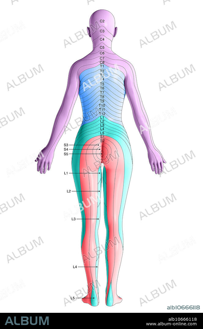 An illustration of the dermatomes of the body from a posterior view. Dermatomes are regions of skin supplied by specific spinal nerves which relay sensory information to the brain. This includes eight cervical nerves (excludes C1), twelve thoracic nerves, five lumbar nerves, and five sacral nerves.
