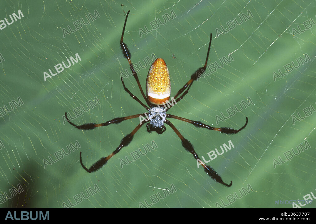 Female golden silk spider (Nephila clavipes) in northeastern Florida.