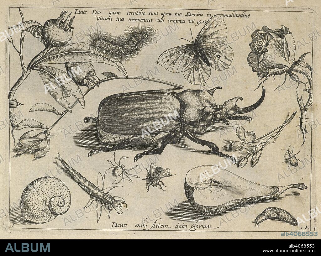 GEORG HOEFNAGEL. An engraving representing insects, fruits, flowers, etc. Archetypa studiaque patris G. Hoefnagelii Jacobus F. ... ab ipso sculpta ... philomusis ... communicat. [A series of engravings representing insects, fruits, flowers, etc.]. Francofurti ad MÅ“num, 1592. Source: 434.d.18.(1) plate 1.
