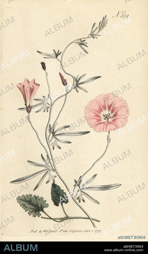 Mallow bindweed, mallow-leaved bindweed or silky-leaved convolvulus, Convolvulus althaeoides. Cultivated by John Tradescant in 1656. Handcoloured copperplate engraving after a botanical illustration from William Curtis's Botanical Magazine, Stephen Couchman, London, 1796.