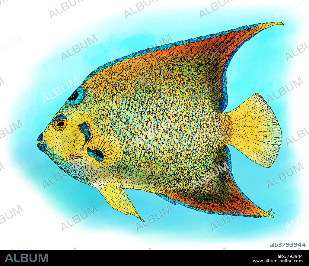 Illustration of a Queen Angelfish (Holacanthus ciliaris).