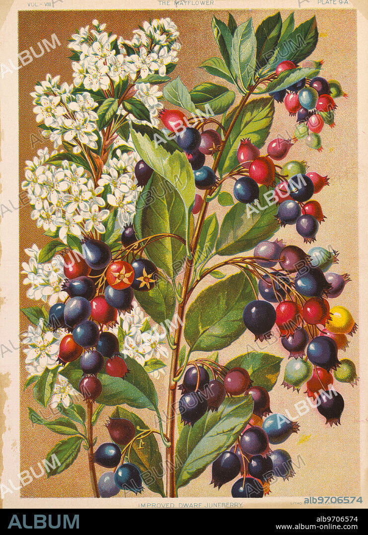 Improved Dwarf Juneberry, Chromolithograph, H.M. Wall, Mayflower Publishing Co., 1892.