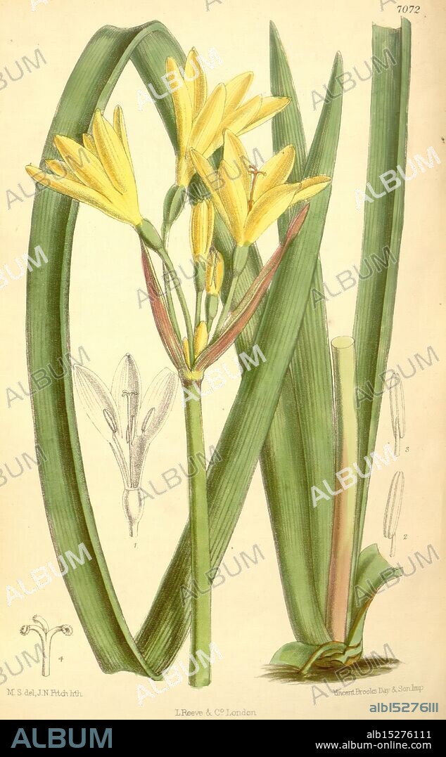 Curtis's Botanical Magazine London New York botanical illustration botany periodicals pictorial works plants ornamental Matilda Smith women in science, The illustration features a cluster of delicate yellow flowers blooming atop long, slender green stems. The flowers, characterized by their trumpet-shaped petals, are arranged in an elegant formation, exuding a vibrant presence. Surrounding the central blooms are elongated leaves that provide a lush backdrop. Additional detailed drawings accompany the main depiction, showcasing various stages of the flower's structure and elements, including a close-up view of the floral anatomy. The intricate details highlight the botanical features and showcase the natural beauty of this species.