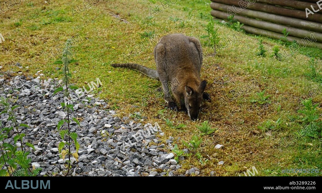 The red-necked wallaby or Bennett's wallaby (Macropus rufogriseus) is a medium-sized macropod marsupial (wallaby), common in the more temperate and fertile parts of eastern Australia, including Tasmania.