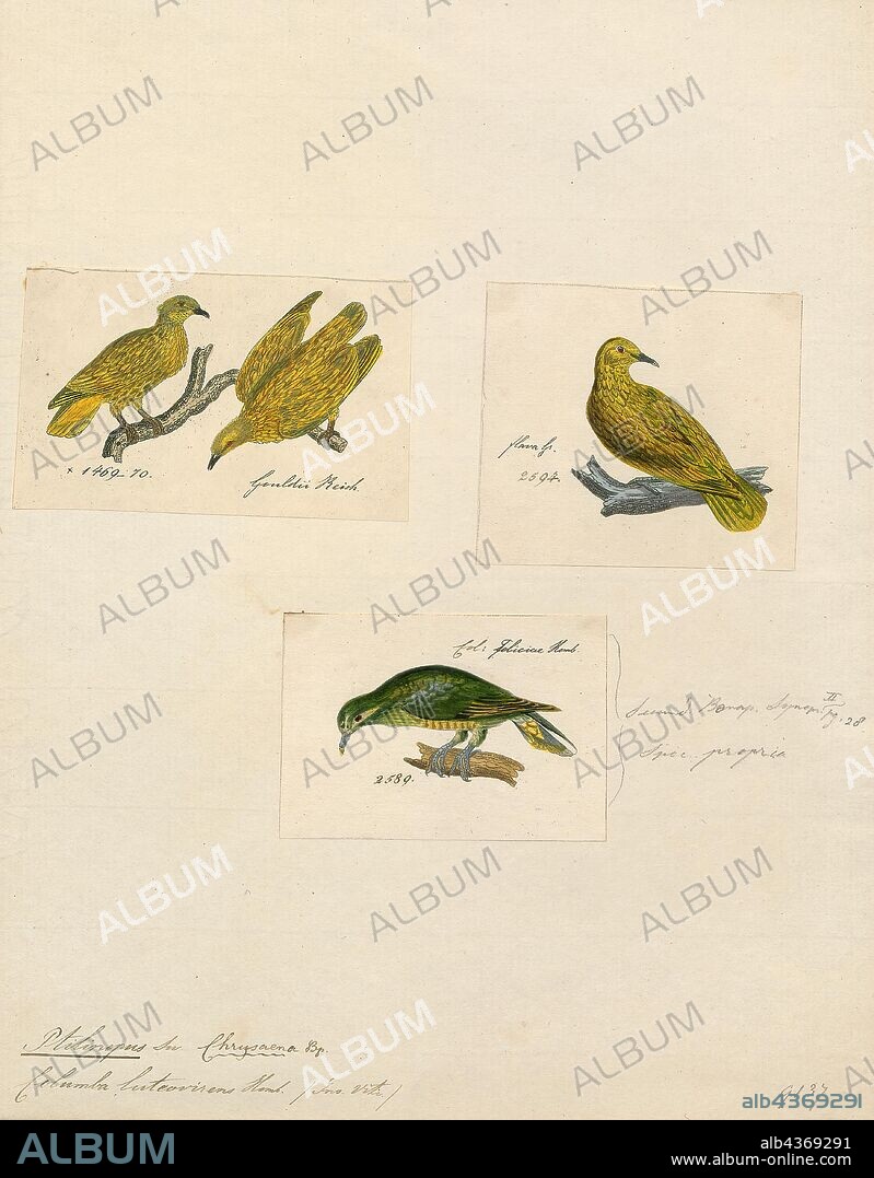 Ptilinopus luteovirens, Print, The golden fruit dove (Ptilinopus luteovirens), also known as the lemon dove or yellow dove, is a small, approximately 20 cm (8 in) long, short-tailed fruit-dove in the family Columbidae. The common name refers to the males' bright golden-yellow colour. The body feathers appear almost iridescent due to their elongated shape and hair-like texture. The head is slightly duller with a greenish tinge. The bill, orbital skin and legs are bluish-green and the iris is whitish. The underwings and tail coverts are yellow. The female is a dark green bird with bare parts resembling those of the male. The young resembles female., 1700-1880.