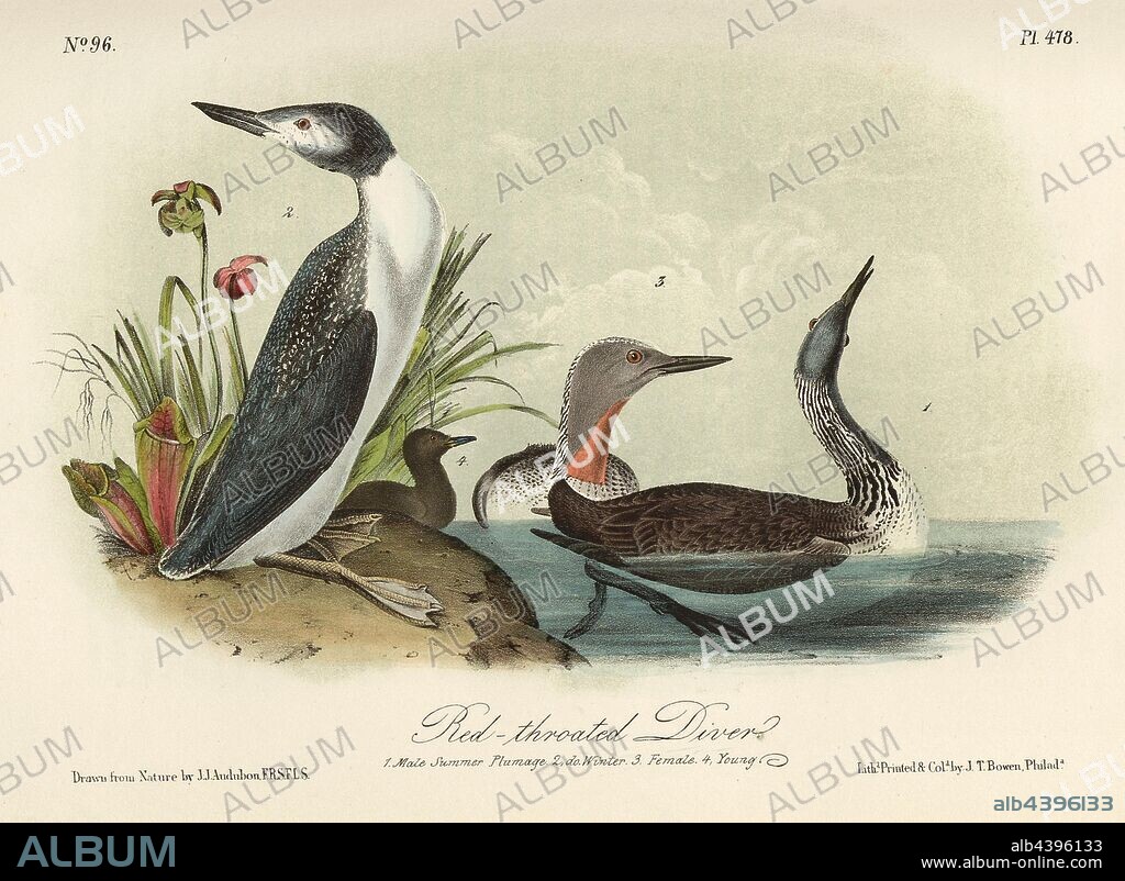 Red-throated Diver, Red-throated Diver (Gavia stellata, Colymbus septentrionalis), Signed: J.J. Audubon, J.T. Bowen, lithograph, Pl. 478 (vol. 7), Audubon, John James (drawn); Bowen, J. T. (lith.), 1856, John James Audubon: The birds of America: from drawings made in the United States and their territories. New York: Audubon, 1856.