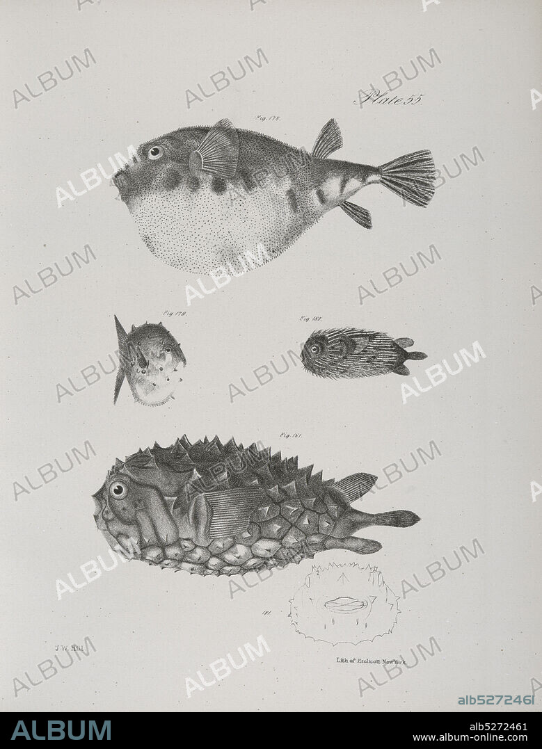 178. The Common Puffer (Tetraodon turgidus). 179. The Small Globe-fish (Acanthosoma catinatum). 180. The Hairy Balloon-fish (Diodon pilosus). 181. The Unspoted Balloon-fish (D. fuliginosus)., still image, Prints, 1842 - 1844, De Kay, James E. (James Ellsworth), 1792-1851.