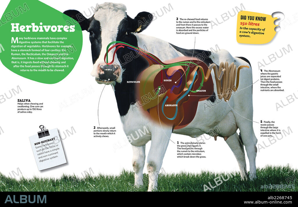Herbívoros. Infografía sobre los herbívoros, en especial sobre la vaca.