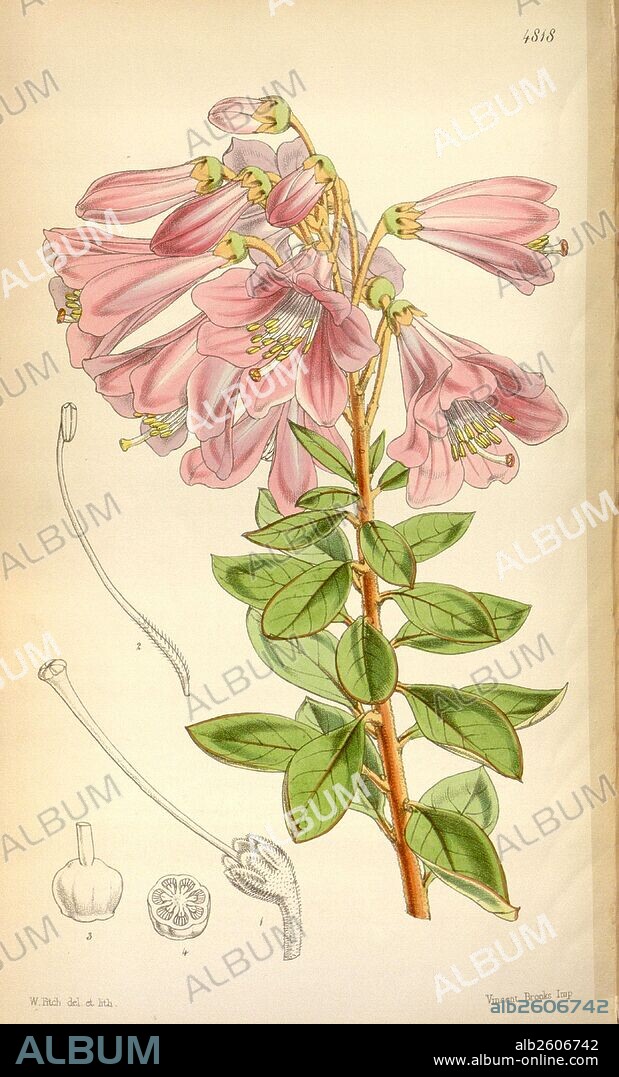 Botanical Print by Walter Hood Fitch 1817 – 1892, W.H. Fitch was an botanical illustrator and artist, born in Glasgow, Scotland, UK, colour lithograph. From the Liszt Masterpieces of Botanical Illustration Collection.