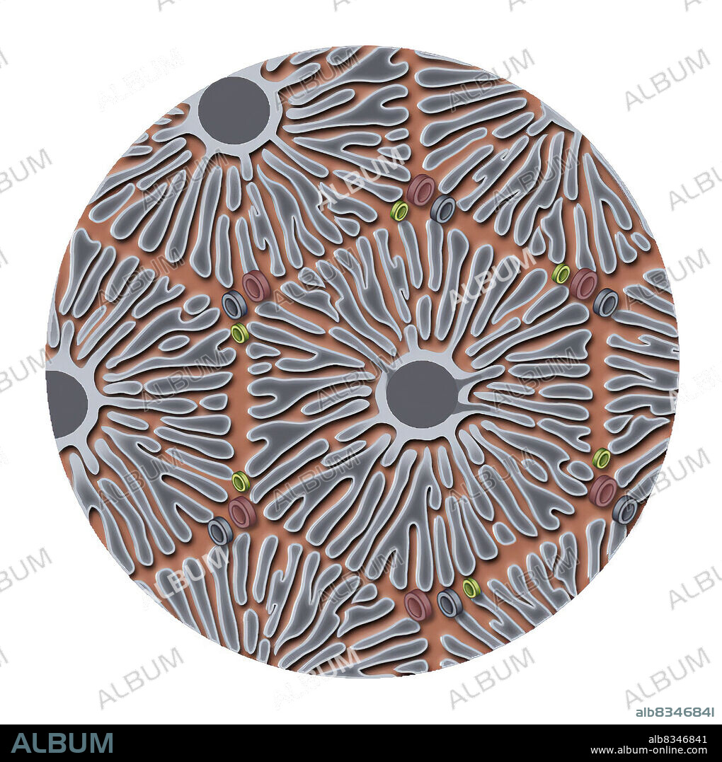 The hepatic lobule, also known as classical lobule, usually has an hexagonal shape.