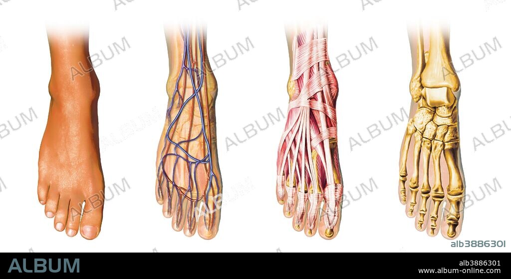 Human foot anatomy showing skin, veins, arteries, muscles, and bones, cutaway view.