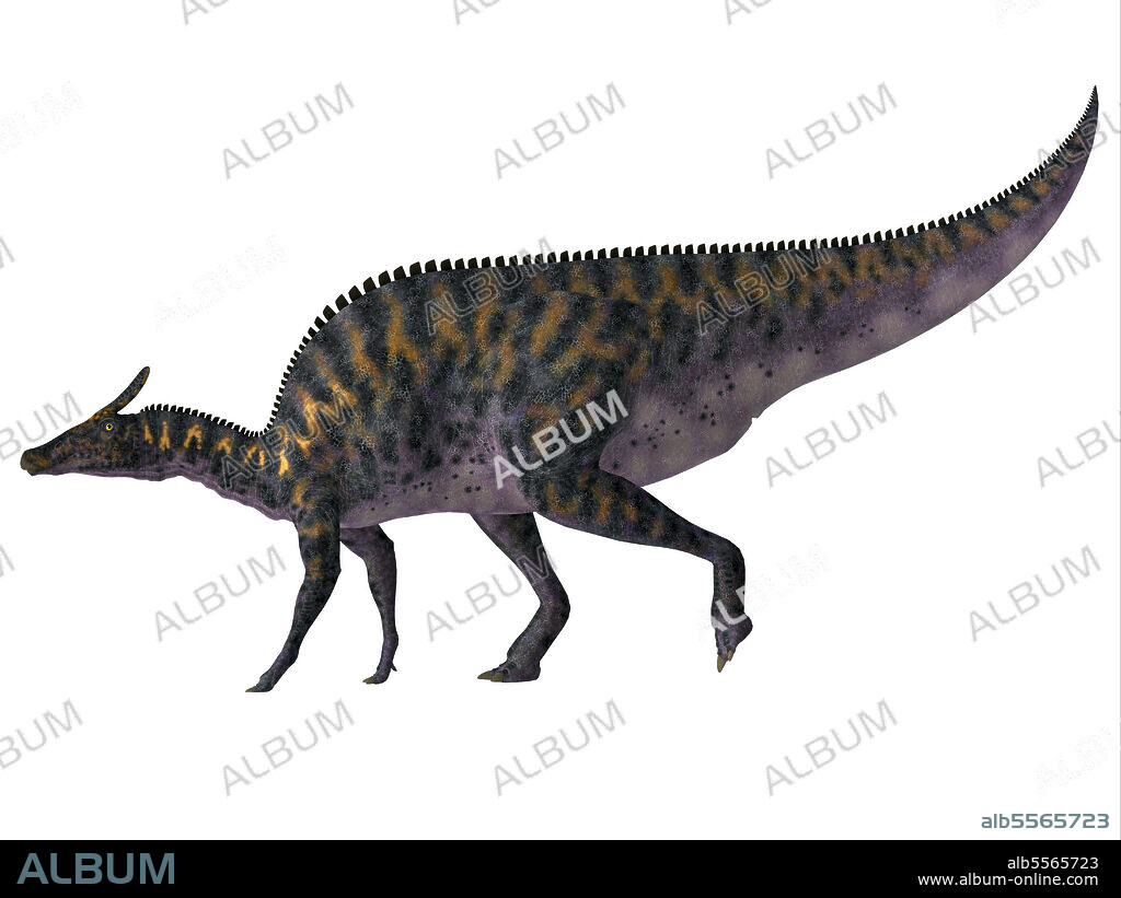 Saurolophus dinosaur, side profile. Saurolophus osborni was a Hadrosaur herbivorous dinosaur that lived in Asia and North America during the Cretaceous Period.