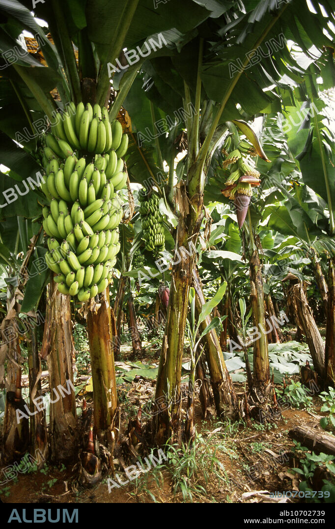 Banana plants, Musa genus.