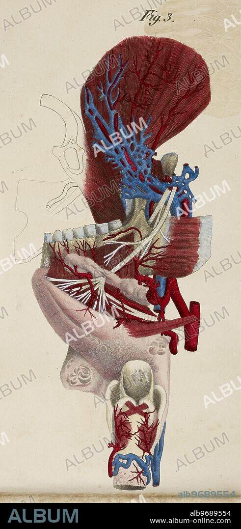 Anatomical drawing. Jaw. Teeth. Muscles. Epiglottis. Trachea.