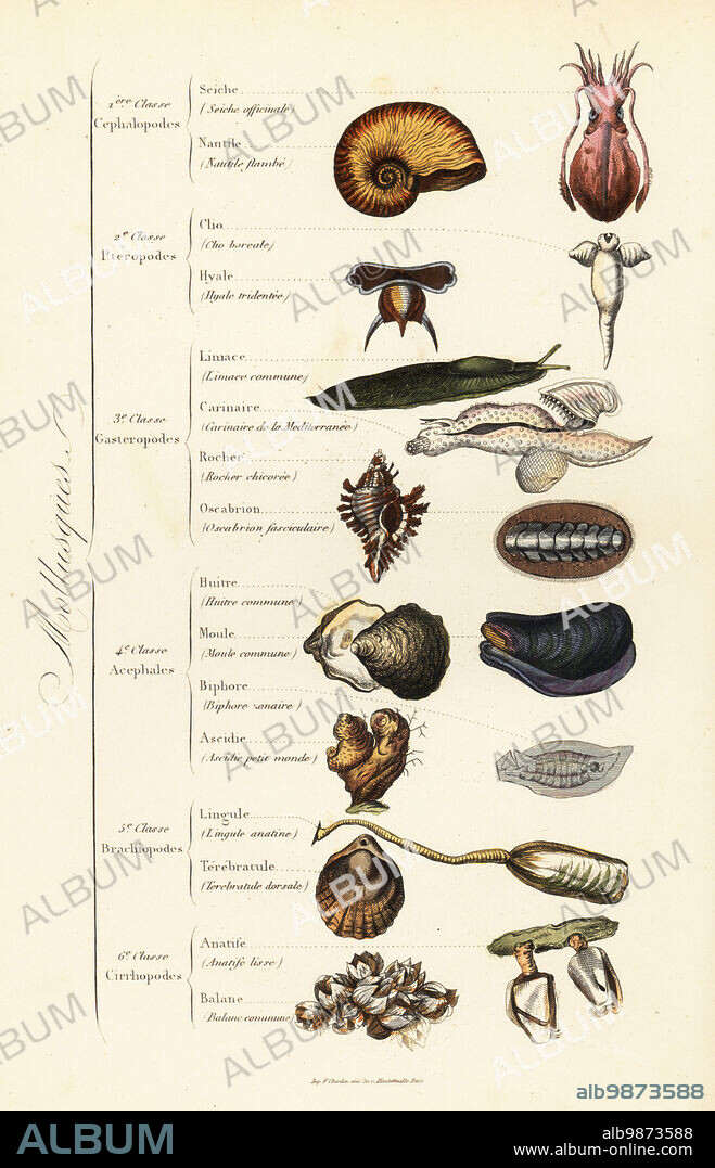 Orders of Molluscs. Cuttlefish, chambered nautilus, sea angel, sea butterfly, slug, floating sea snail, chiton, oyster, mussel, clam, lingula, brachiopod, barnacle, etc. Seiche officinale, Nautile flambe, Clio boreale, Hyale tridentee, Limace commune, Carinaire de la Mediterranee, Rocher chicoree, Oscabrion fasciculaire, Huitre commune, Moule commune, Biphore sonaire, Ascidie petit monde, Lingule anatine, Terebratule dorsale, Anatife lisse, Balane commune. Handcoloured steel engraving printed by F. Chardon from Achille Comtes Musee dHistoire Naturelle, Museum of Natural History, Gustave Hazard, Paris, 1854.
