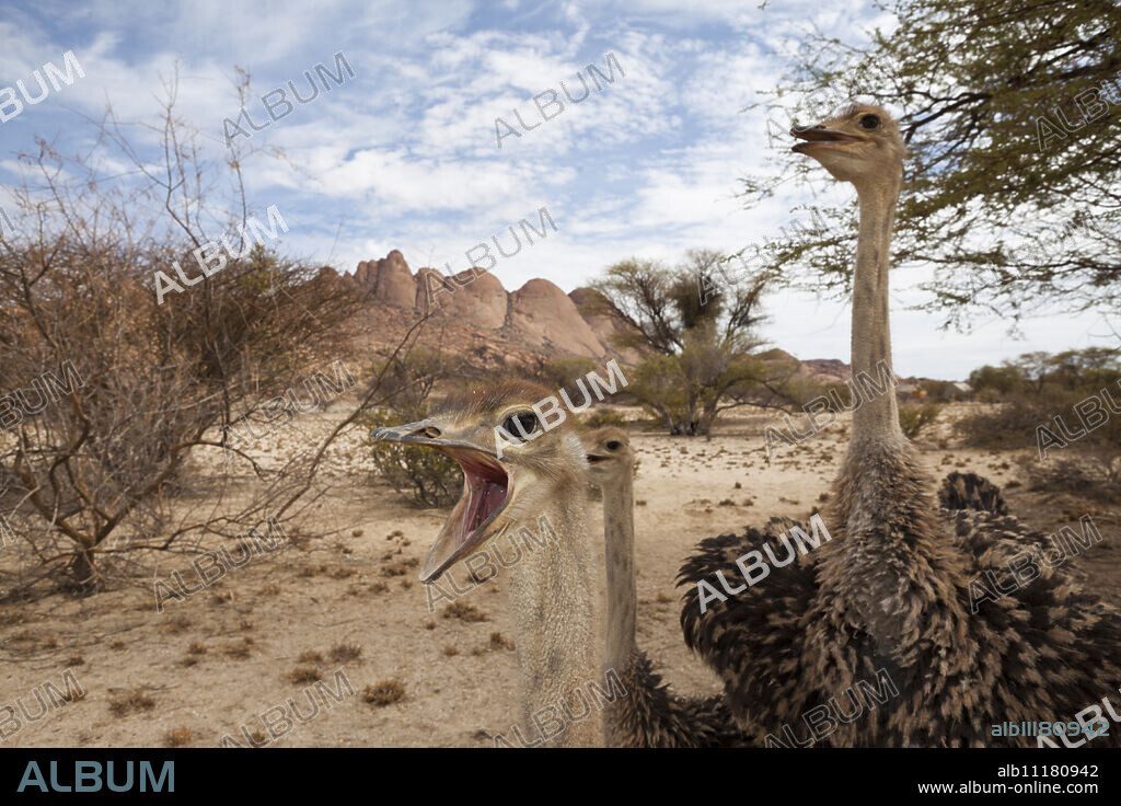 South African Ostrich, Struthio camelus australis, Spitzkoppe, Namibia.