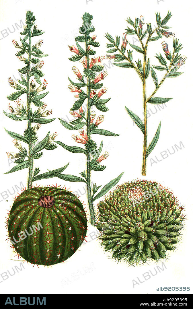 Echium vulgare, Gewöhnliche Natternkopf oder Blaue Natternkopf, Pflanzenart aus der Gattung Natternköpfe in der Familie der Raublattgewächse und Echinomelocactus major, Echinomelocactus minor, Melocactus ist eine Pflanzengattung aus der Familie der Kakteengewächse, Cactaceae / Echinomelocactus major, Echinomelocactus minor, Melocactus is a genus of plant in the cactus family, Cactaceae and Echium vulgare, viper's bugloss and blueweed, a species of flowering plant in the borage family Boraginaceae, Digital retuschierte Illustration aus Phytanthoza iconographica von Johann Wilhelm Weinmann, Maler Bartholomäus Seutter und Kupferstecher Johann Jakob Haid und Johann Elias Ridinger, 1740 / Digitally retouched illustration from Phytanthoza iconographica by Johann Wilhelm Weinmann, painter Bartholomäus Seutter and engravers Johann Jakob Haid and Johann Elias Ridinger, 1740.