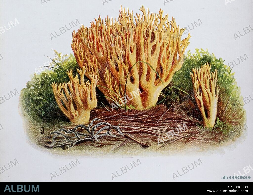 Ramaria abietina, commonly known as the green-staining coral, is a coral mushroom in the family Gomphaceae, digital reproduction of an ilustration of Emil Doerstling (1859-1940).
