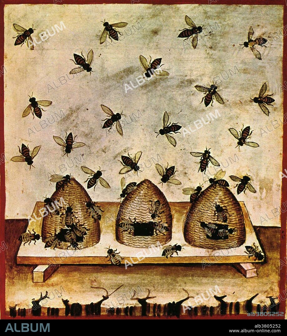 Tacuinum Sanitatis, Beekeeping, 11th Century