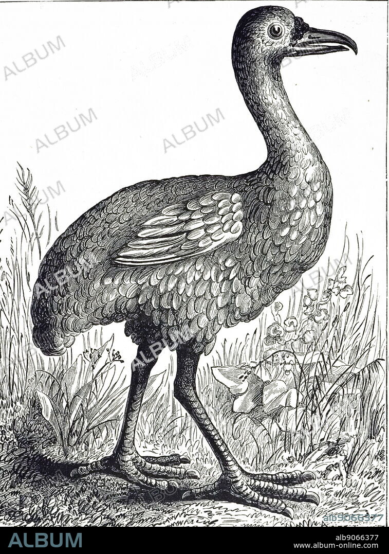 An engraving depicting a Rodrigues solitaire an extinct, flightless bird that was endemic to the island of Rodrigues, east of Madagascar in the Indian Ocean. Dated 19th century.