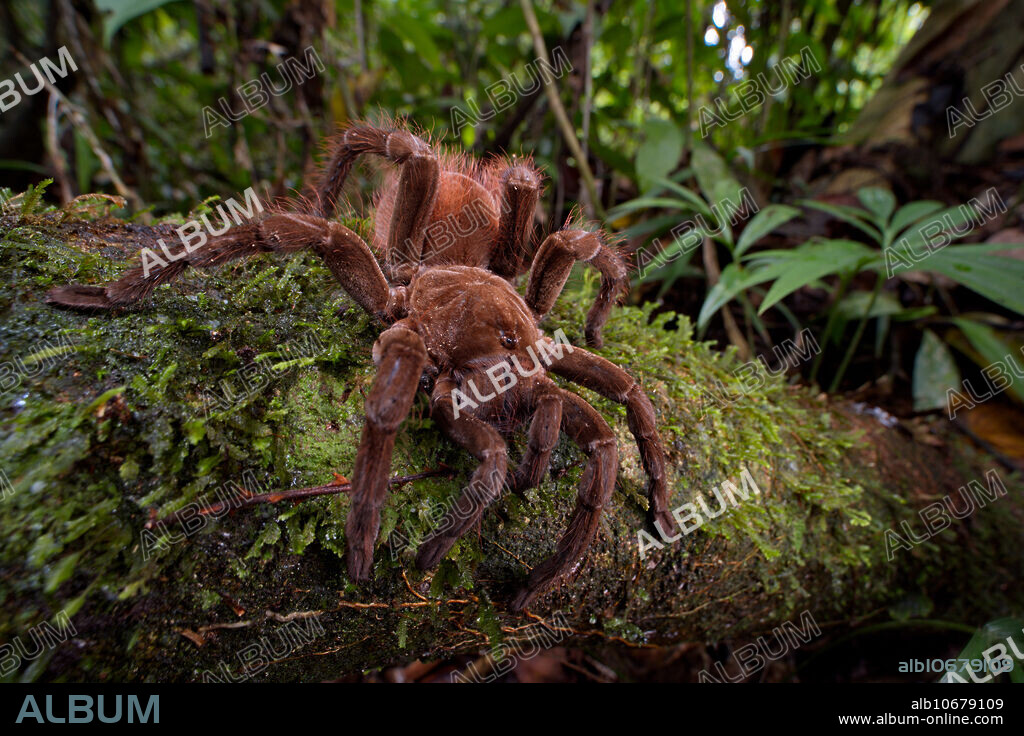 Brown velvet tarantula, megaphobema velvetosoma.