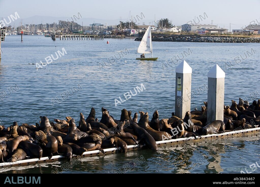 California sea lions (Zalophus californianus). Adult and subadult male California sea lion resting on the visitor's dock in the Marina at Moss Landing, California (they have effectively taken over the dock !). Monterey Bay, California, USA. Pacific Ocean.