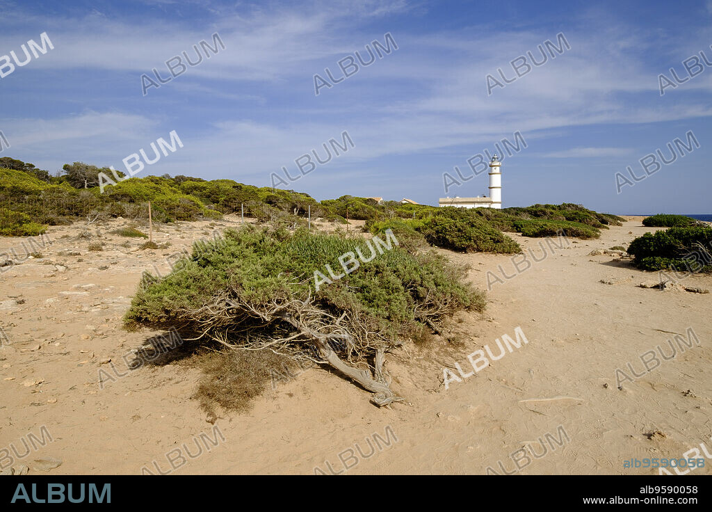 sabina, , Juniperus phoenicea, faro de Cap Salines, estacion de investigacion costanera, IMEDEA, Mallorca, balearic islands, spain, europe.